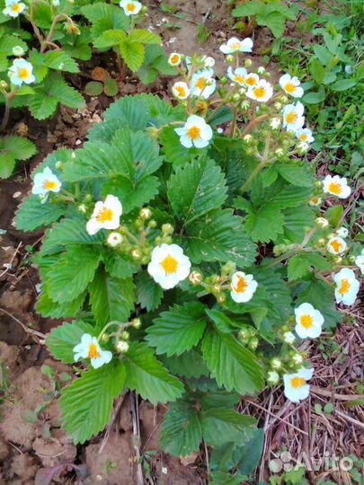 Земклуника