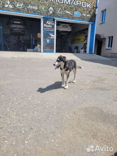 Собака хаски девочка щенок