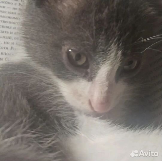 Котенок 1,5 месяца. Хрюня/Бибик