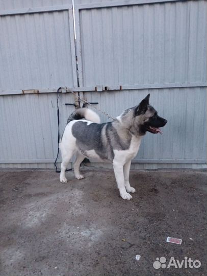 Американская акита