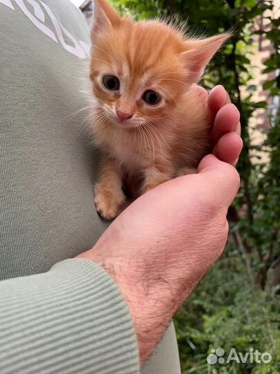 Кошка и котята в беде