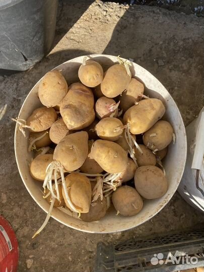 Семенной картофель