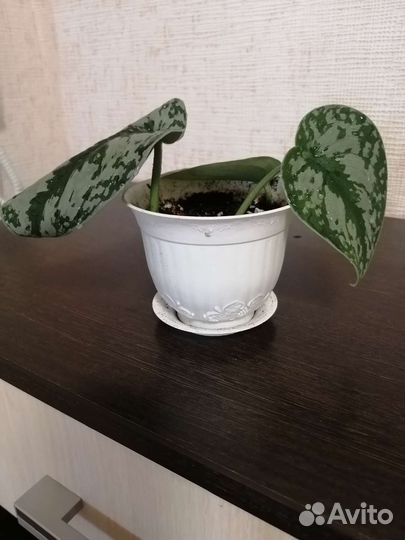 Сциндапсус пиктус треби