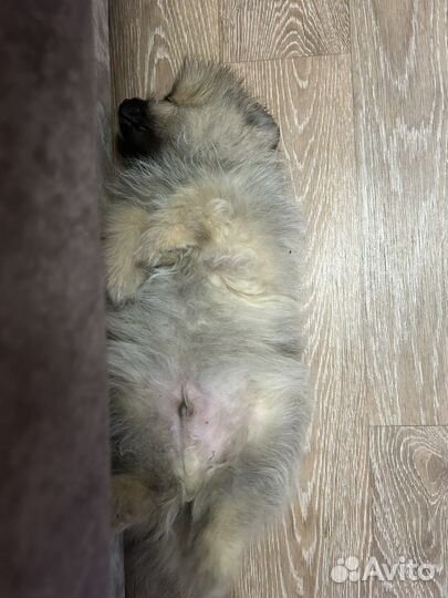 Померанский шпиц