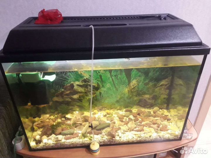 Аквариум