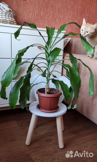 Драцена Массанжеана