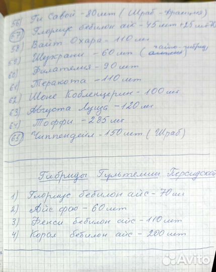 Саженцы роз