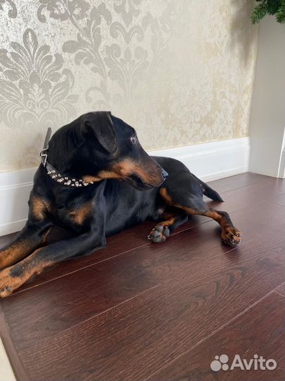 Вязка ягдтерьера