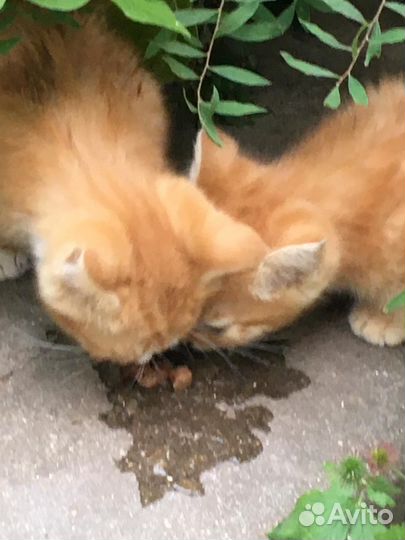 Рыжие, пушистики