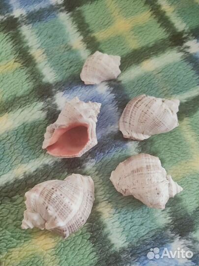 Морские Ракушки