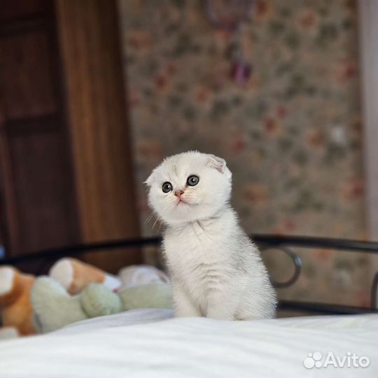 Вислоухие серебристые шиншиллы мальчики и девочки