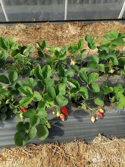 Рассада клубники