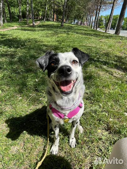 Гуманный Кинолог Зоопсихолог, Поведение собак