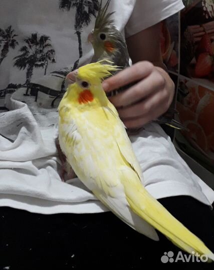 Малыши корелл
