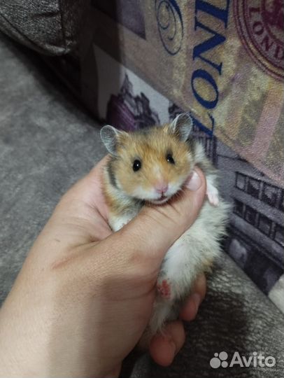 Сирийский хомяк