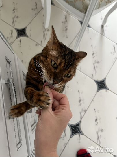 Отдадим в добрые руки бенгала кошечку