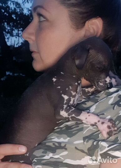 Китайская хохлатая голая