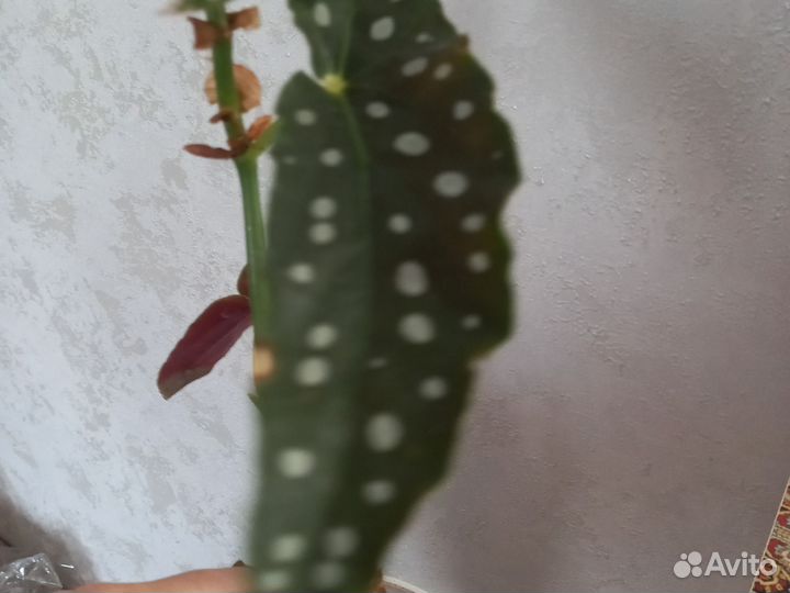 Бегония макулата