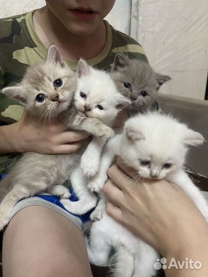 Британские котята