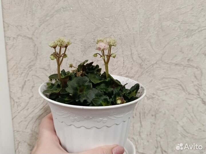 Фиалки цветущие в горшке