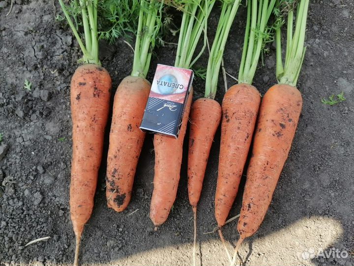 Продам морковь