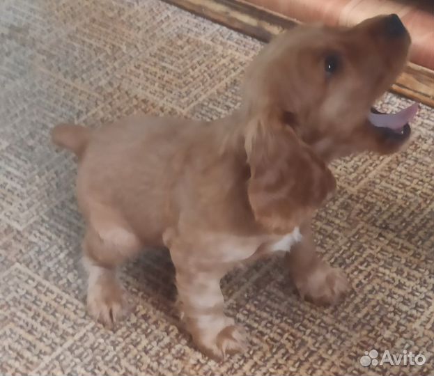 Английский Кокер спаниель