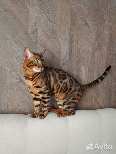 Бенгальский кот вязка