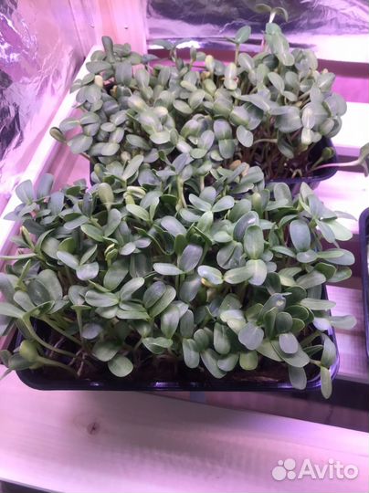 Микрозелень различных культур