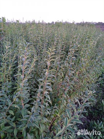 Кустарники бирючина