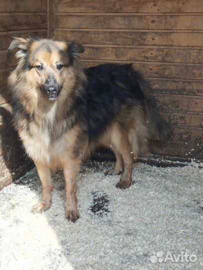 Пушистый красавец ищет дом в добрые руки