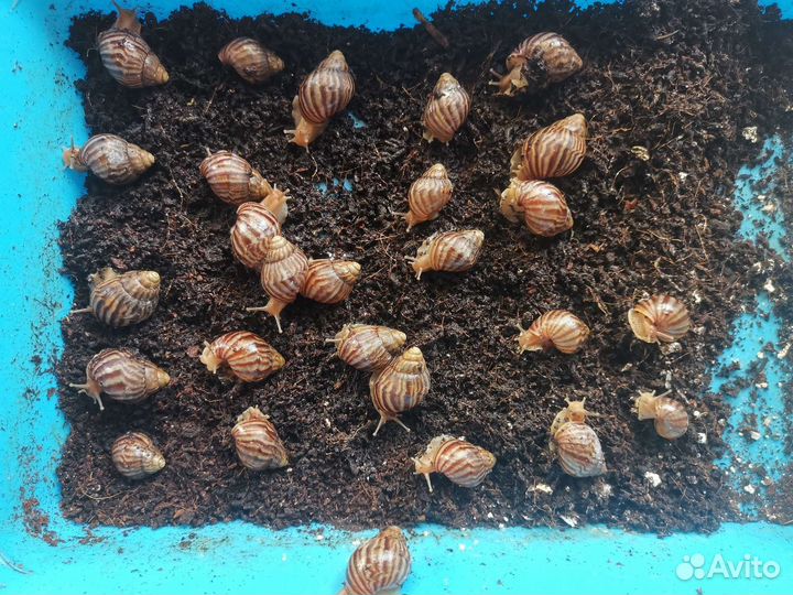 Улитки ахатины бесплатно