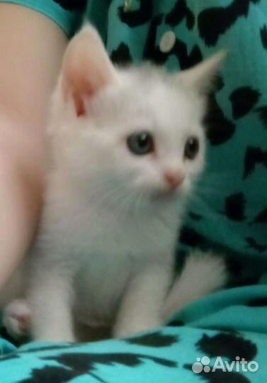 Британские котята
