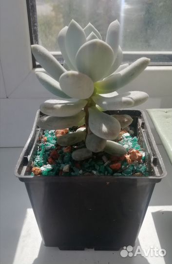 Суккуленты