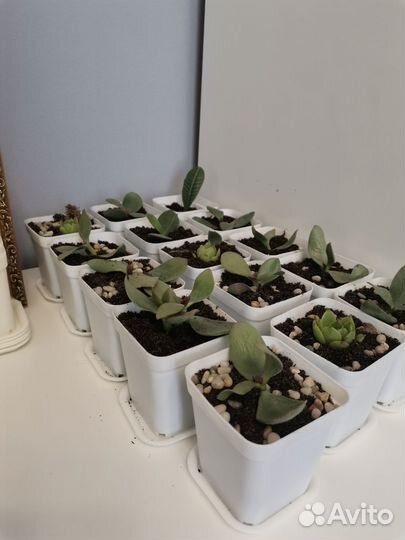 Суккуленты и денежное дерево(толстянка)