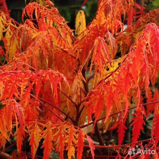 Сумах тигровый