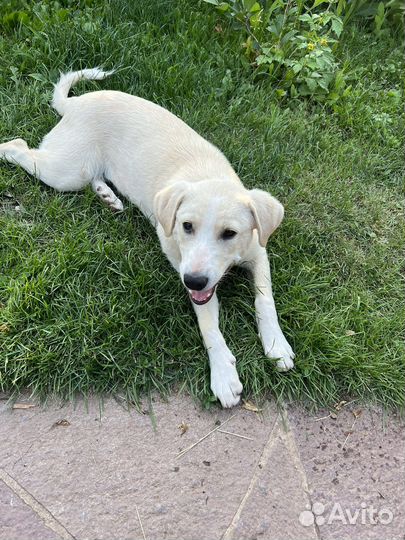 Щенок улыбашка самому доброму человеку