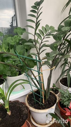 Цветы для офиса и дома