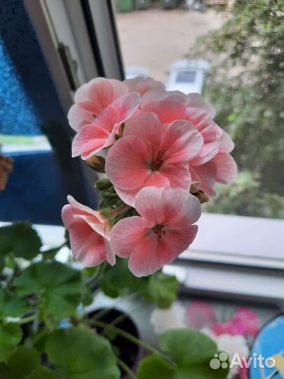 Пеларгония герань сортовая