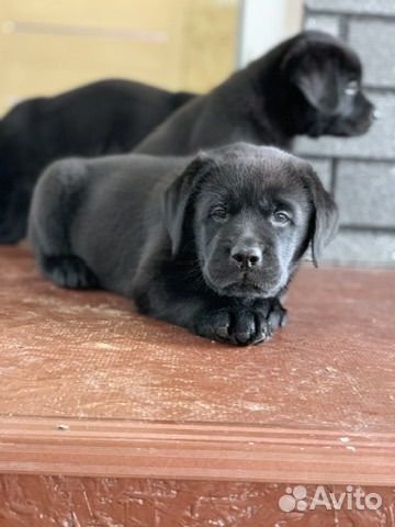 Лабрадор ретривер