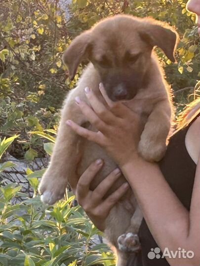 Собака в добрые руки