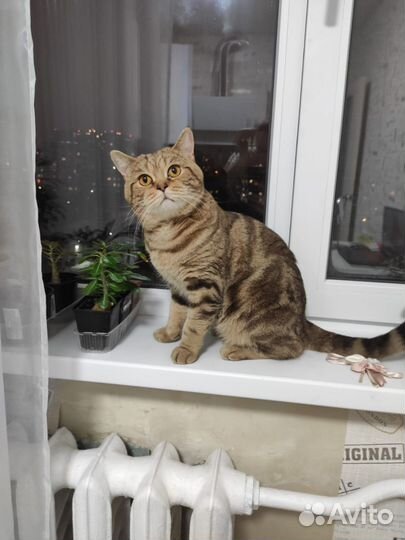Кот для кошки