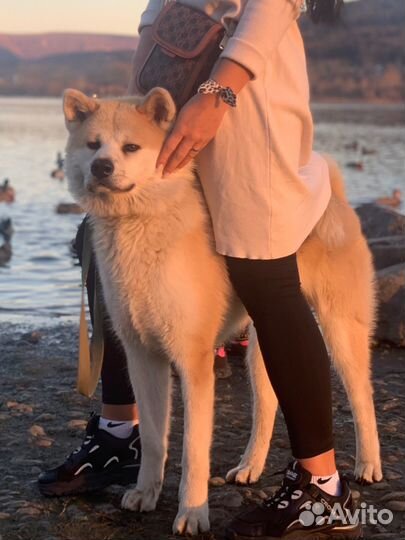 Вязка собак Акита