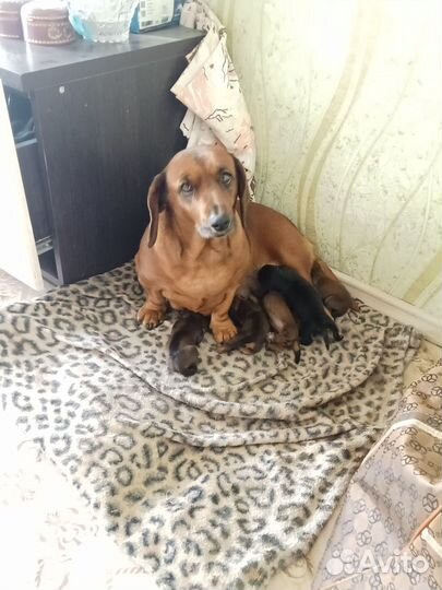 Щенки метисы