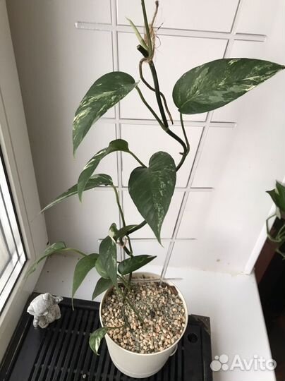 Эпипремнум пиннатум вайт