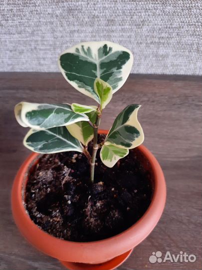 Фикус триангулярис