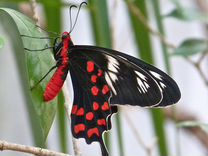 Живые тропические бабочки Atrophaneura oreon