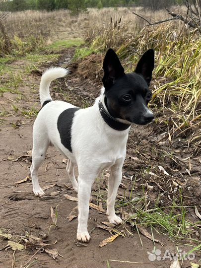 Вязка той-фокстерьер