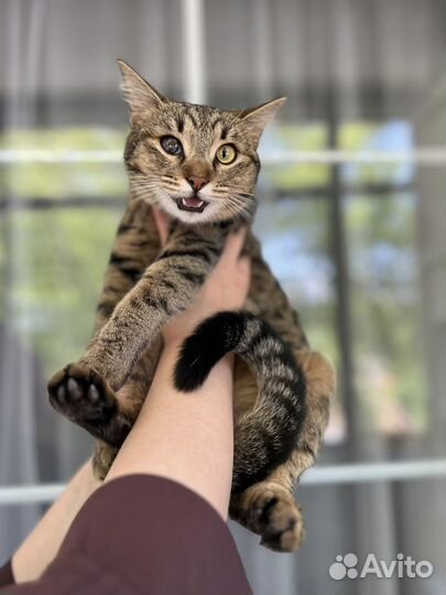 Подросток уличный бенгал