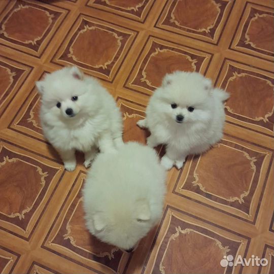 Щенки шпица