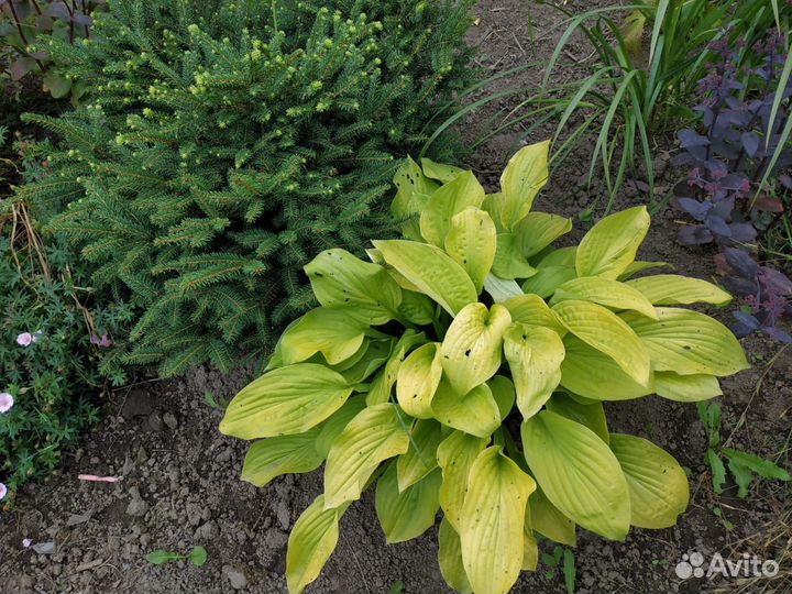 Сортовые хосты